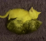 gatto, gatto, gatto giallo, gatto giallo, gattino giallo