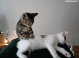 gatti, gifka cat, massaggio a un gatto, massaggiatore di gatti, il gatto viene massaggiato