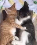 gatto, i gatti sono abbracciati, papà cat è un gattino, i gatti sono abbracciati, gattini affascinanti