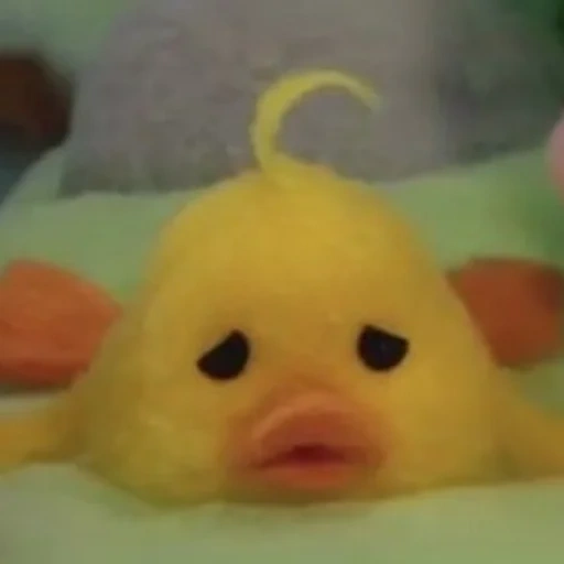 duck, a toy, twitter, toy duckling, soft toy duckling