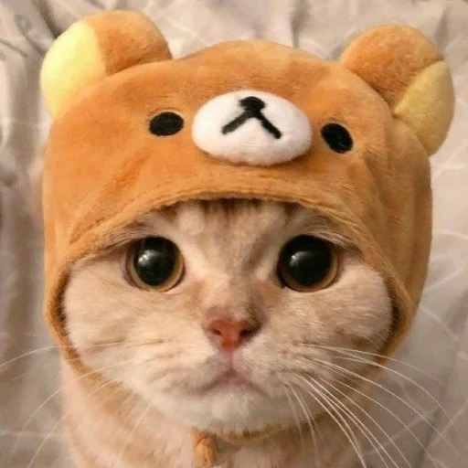 testa di gatto, cappello gatto, un bel sigillo, testa di gattino, cappello gatto carino