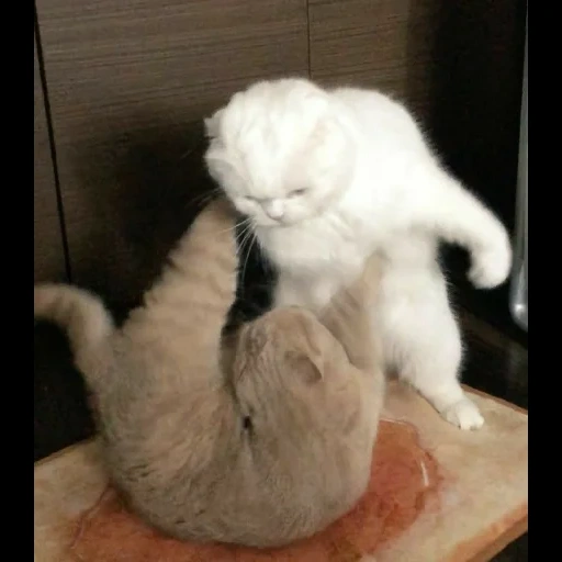 cat, cat, masini seal, scottish drooping-eared cat, scottish drooping-eared cat