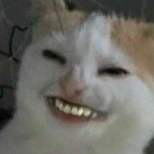 gato, gatos graciosos, el gato más divertido, no me mezcle una pera, el gato sonríe con un meme dientes