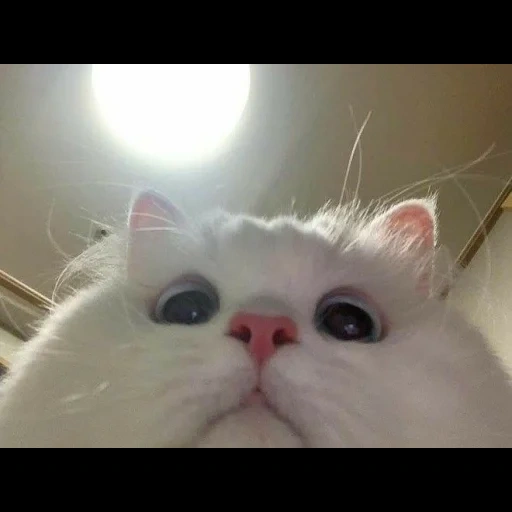seal, funny cat, lovely seal, funny cat, cute white cat meme