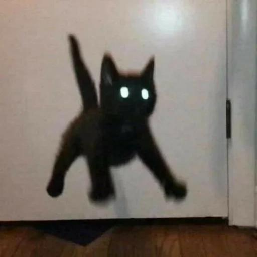 cat, кот, котенок мем, черный котенок, сумасшедшая кошка