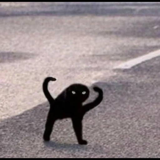 i gatti, gatto nero, gatto nero mim, meme del gatto nero, meme del gatto nero