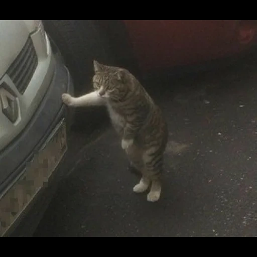 chat, chat, le chat s'est penché, animaux drôles, les animaux sont drôles