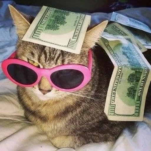 chat, chat, chats, chat riche, les chats sont drôles