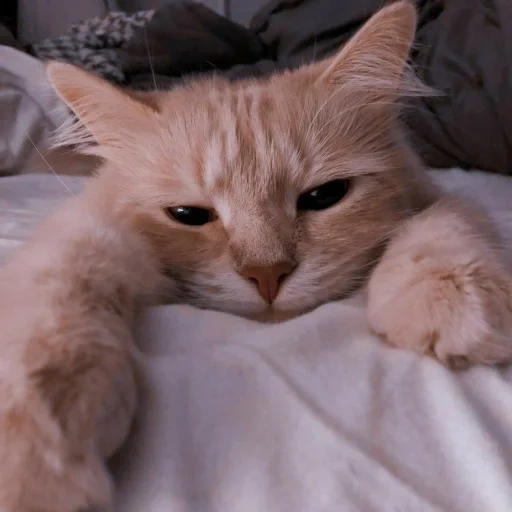 gatto, le foche, un bel sigillo, gattino assonnato, foto di sigillo carino