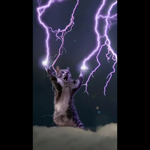 rank, lightning cat, zipper cat, lightning cat, electrostatic