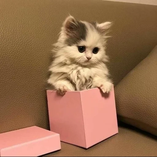 gatos, un gatito con un regalo, gatitos encantadores, el juego de gatos más lindo, fotos de lindos gatos