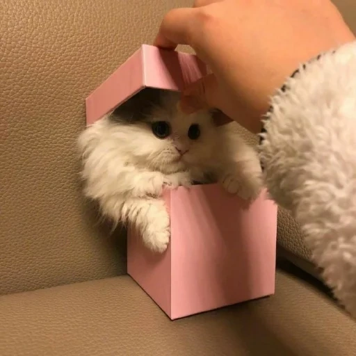 chat mignon, chats mignons, un chaton avec un cadeau, le jeu les plus mignons de chats, les cadeaux sympas sont mignons