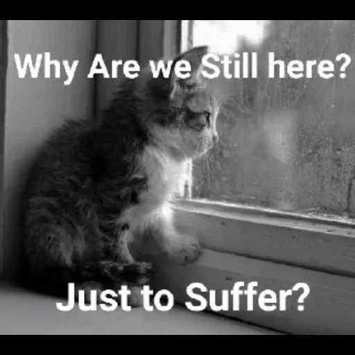 cat, waiting cat, the kitten is waiting, the kitten by the window, cat grief meme