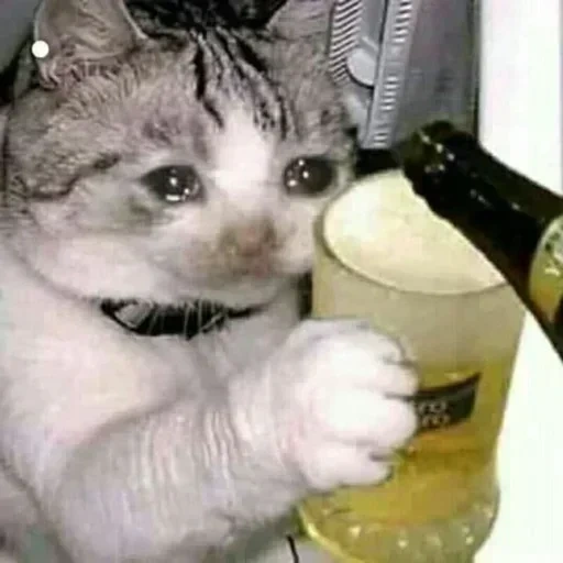 gato, gato, gato de meme, beber gato, gato de vaska