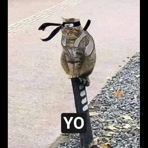 gato, egor letov, los animales son divertidos, fotos divertidas de animales, samurai no tiene solo objetivo el camino