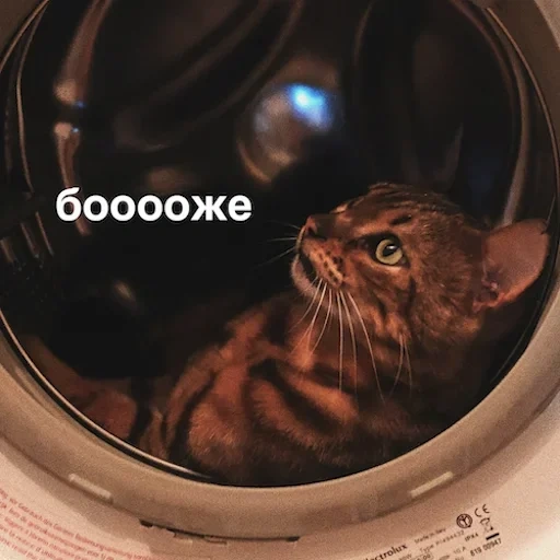кот, стиралка, кот стиралке, кот стиральной машине, коты стиральной машине