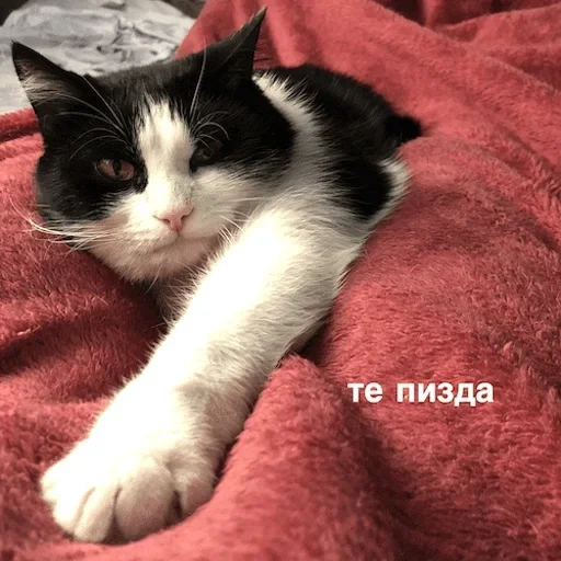 кот, кошка, котики, кошечка, животные