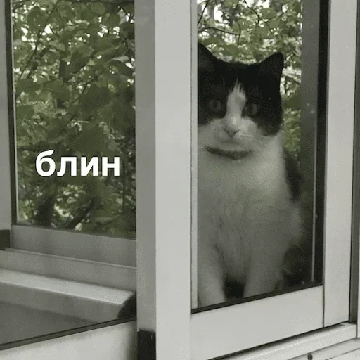 кот, кошка, кот окне, кошка окне, кошка окошке