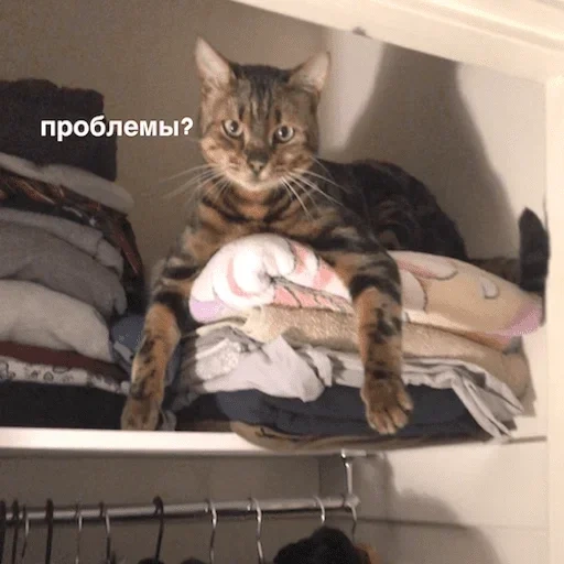 кот, юмор, кошка, кот неа, кошечка