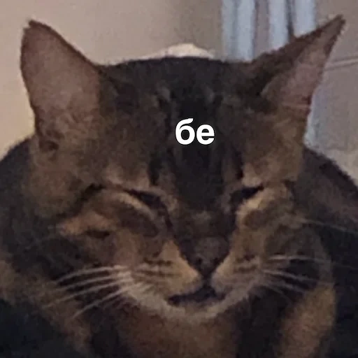 cat, cat, cat meme, meme cat, smiling cat meme