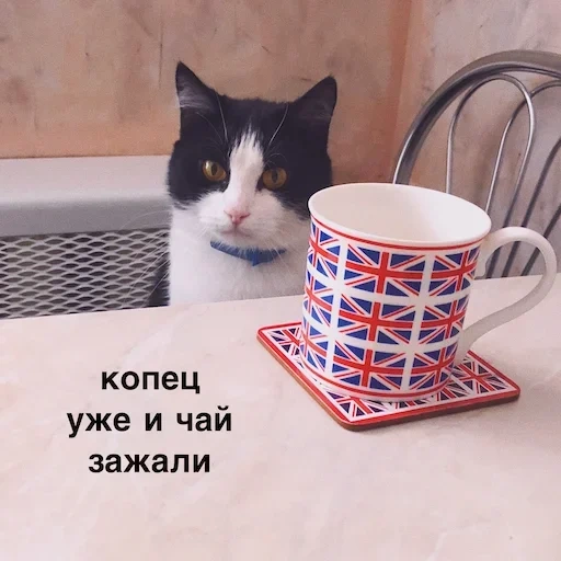 cats, une farce, le chat boit du thé, chat avec une tasse de thé, chat buvant du thé