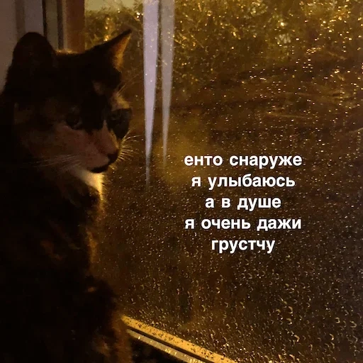 кот, кот окне, кошка окне, котик у окна, грустный кот у окна