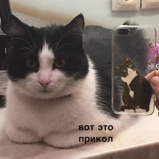 кот, котэ, кошка, котики, непонимающий котик