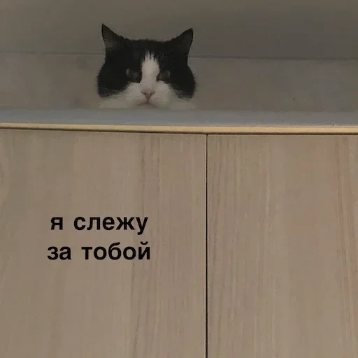 кот, котэ, кошка, мой кот, русские коты