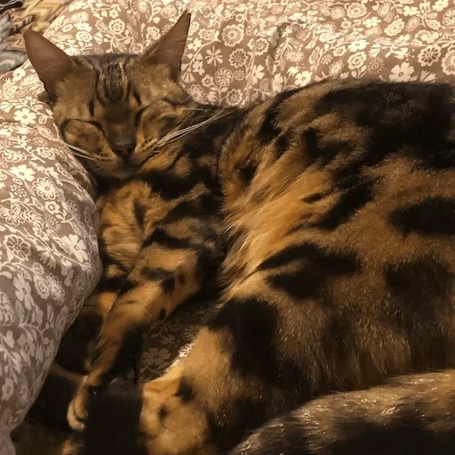 bengal cat, bengal cat, bengal cat, bengal kitten, bengal cat