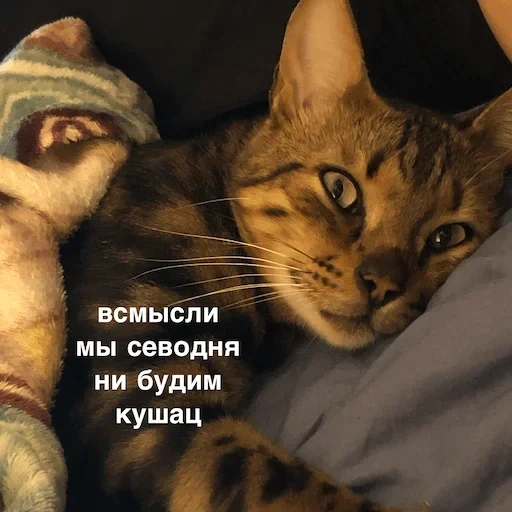 кот, кошка, животные, кошка симба, милые животные