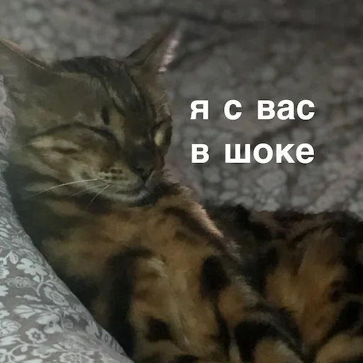 кот, кошка, котики, тойгер кошка, бенгальская кошка