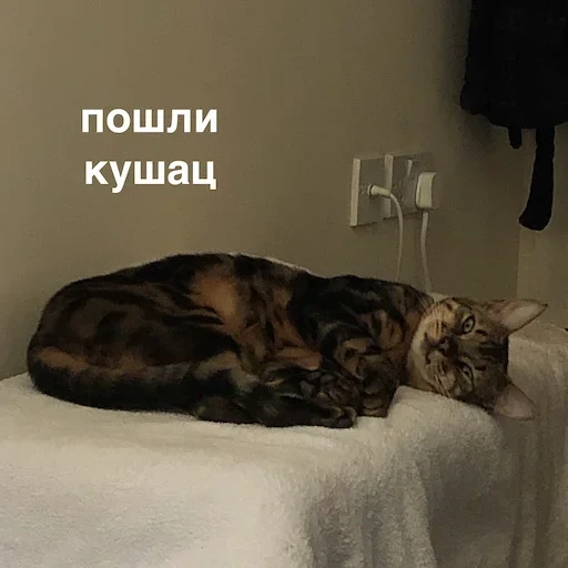 кот, котэ, кошка, кошечка, животные домашние