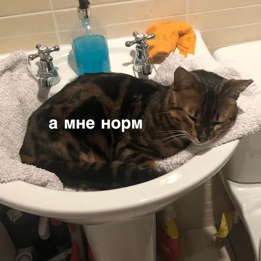 кот, котик, кошка, кот раковине, котик раковине