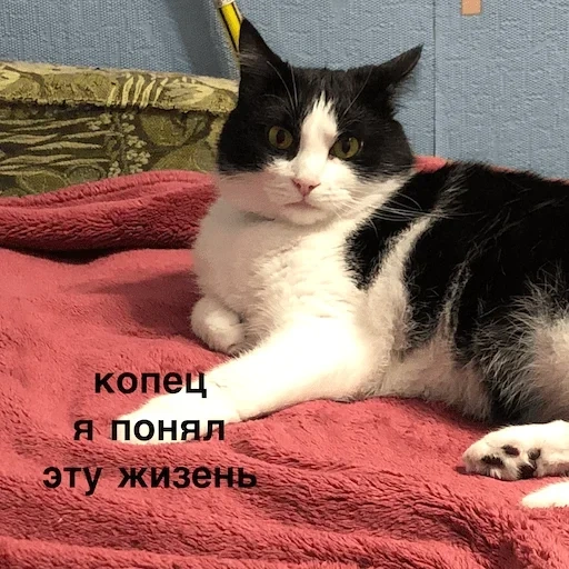 кот, кошка, котик, кошечка, кот важный