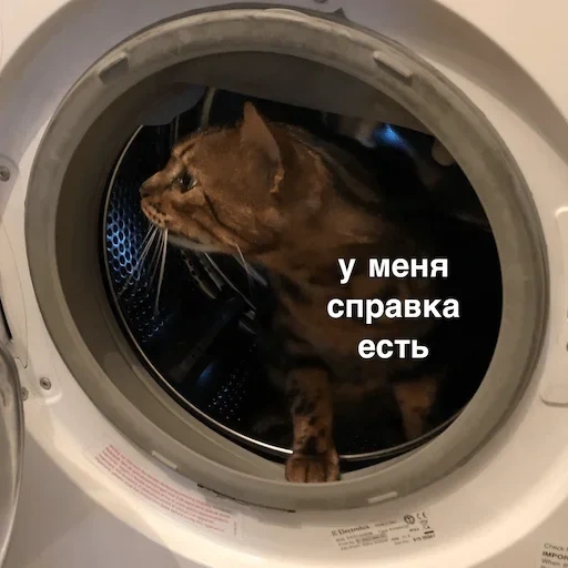 кот, кошка, котик, кот машинке, кошка домашняя