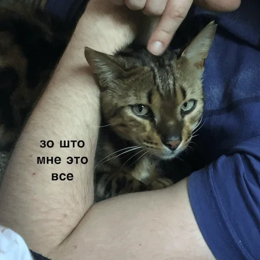 кот, кошка, котик, кошечка, бенгальские коты