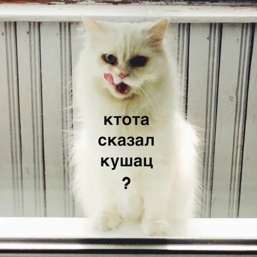 кот, котэ, мемы, котик, мемы котиками дзен