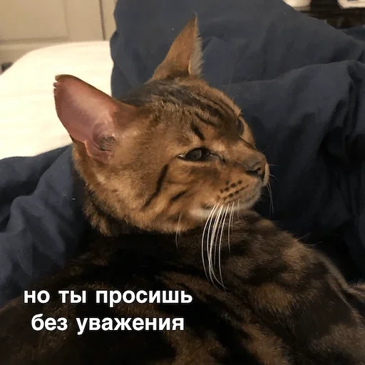 кот, кошка, котики, кот кот, домашние животные