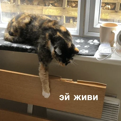 кот, кошка, котики, кошечка, животные