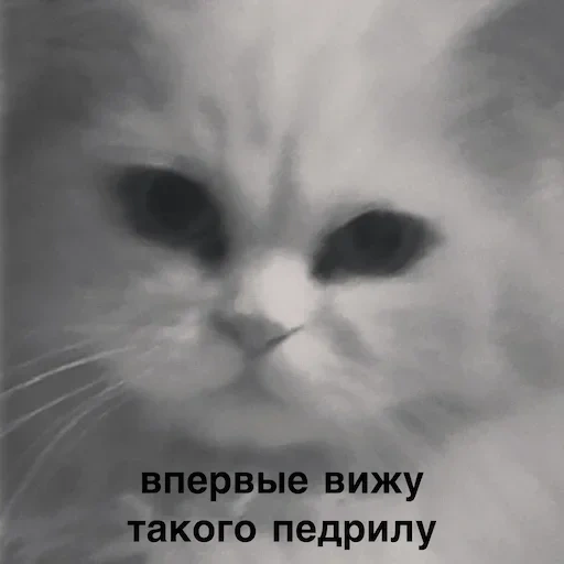 кот, кошка, котики, белая кошка, животные милые