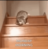 кот, котики смешные, лестница перила, котенок лестнице, спускается по лестнице