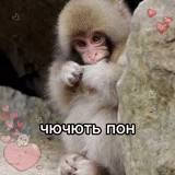 monkeys, cute monkey, dear monkey, monkey cub, a small monkey