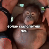 enfant, deux singes, orang-outan fémal, singe orangutang, primates de détachement orangutang