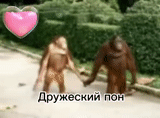 orangan, sulle scimmie, orangutang girl, clip di scimmia giocata all'oro, sabato sta ballando