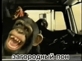 campo do filme, despeje gelika, risos de macacos, o macaco é engraçado, macaco dirigindo