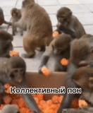 un mono, mono inteligente, mandarín de mono, mandarina de mono, el mono come naranja