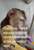 a monkey, monkey motya, monkey makaku, monkey semyon, the next monkey