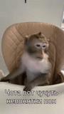 gatto, il gatto è umorismo, giavanese makaku, scimmia fatta in casa, scimmie fatte in casa