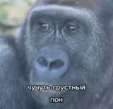 gorilla, il volto del gorilla