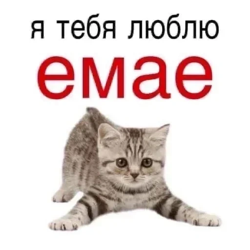 cat, cute cats, i love you emae, i love you emae cat, american short haired cat tabby